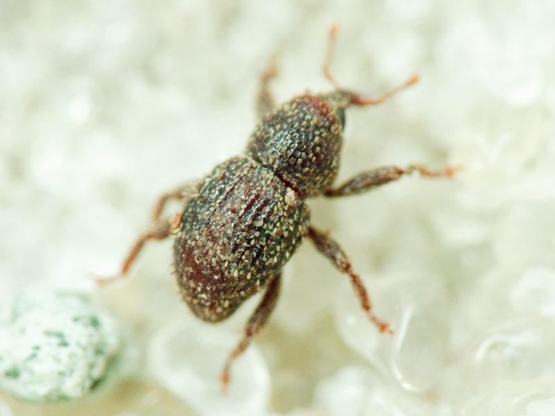 Acalles (Acalles) echinatus (Germar, 1824)